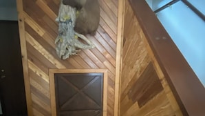 A wooden animal enclosure with a door, a ramp, and a small opening. - Rustic Retreat in Charming Leavenworth- Wifi and W/D! (Leavenworth)