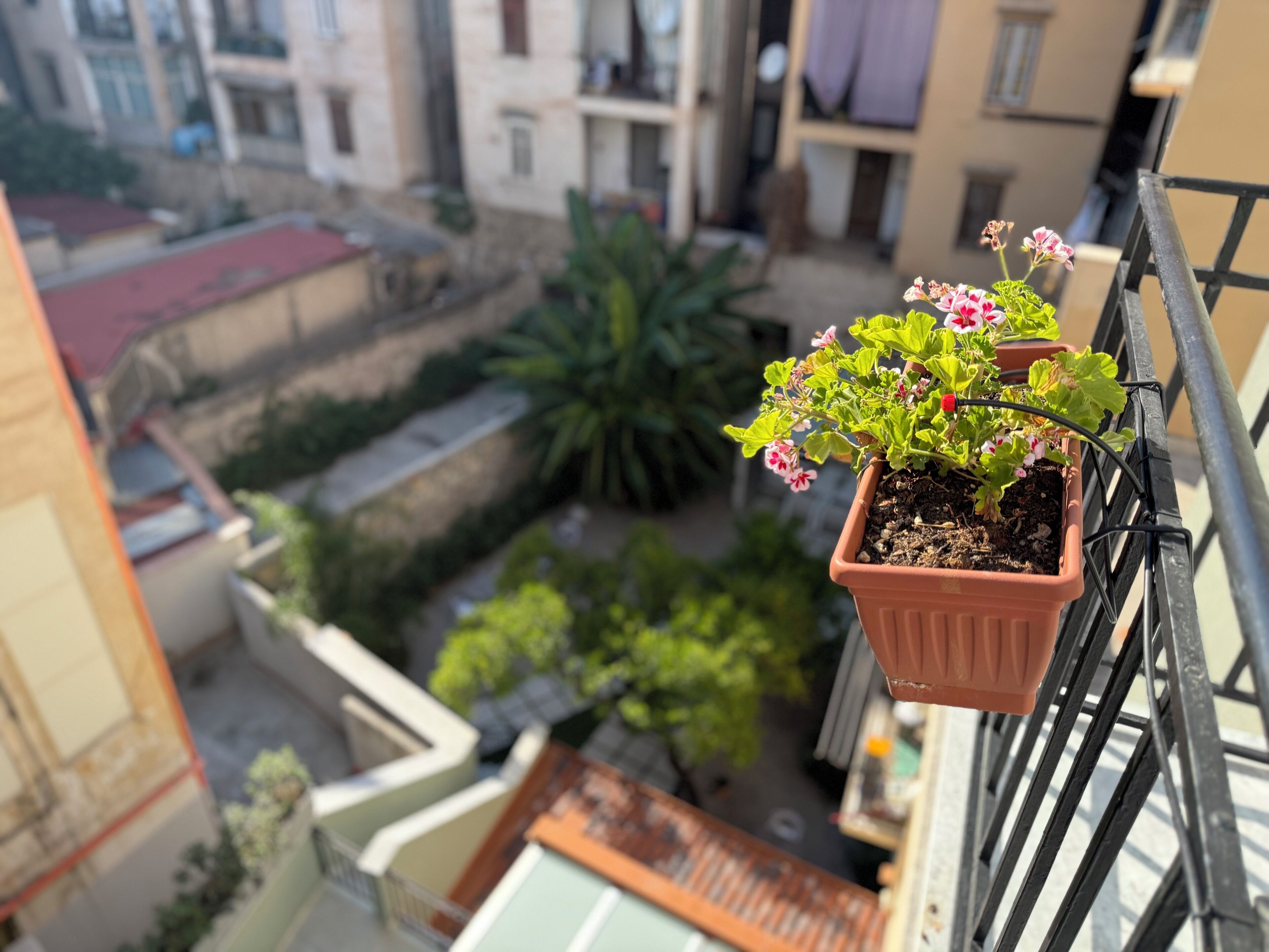 Une plante en pot, ornée de fleurs roses, posée sur la rambarde d’un balcon.