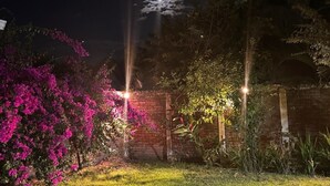 Un jardín con plantas en flor y un muro de ladrillo durante la noche.