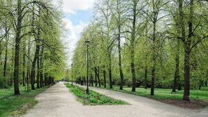 Un camí arbrat a un parc, amb una passera pavimentada i bancs.
