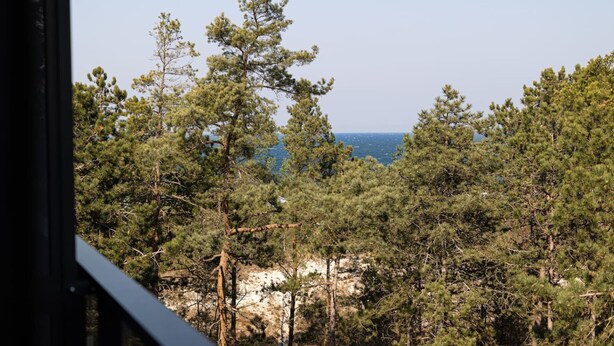 Ein dichter Kiefernwald mit einem Felsvorsprung im Hintergrund und freiem Blick auf das Meer.