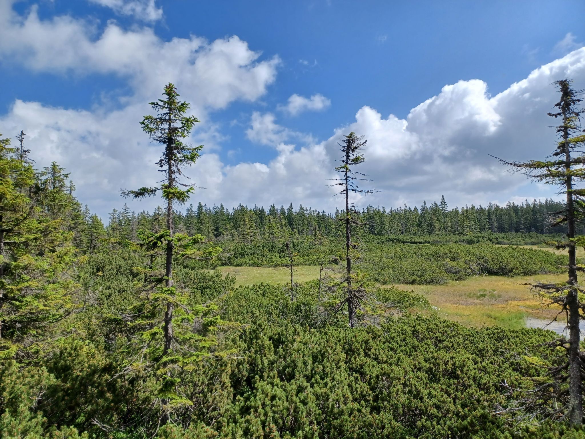 A forested landscape with tall trees and a clear sky.