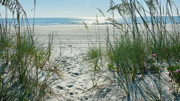 Ein Sandweg am Strand, gesäumt von hohem Gras, unter blauem Himmel.