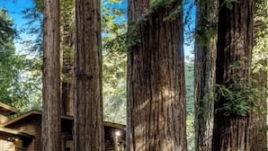 A wooden cabin with a deck and stairs, surrounded by tall trees. - Cabana Del Rio, by Vinifera Homes (Guerneville)