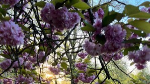 A tree with pink blossoms in a grassy area.