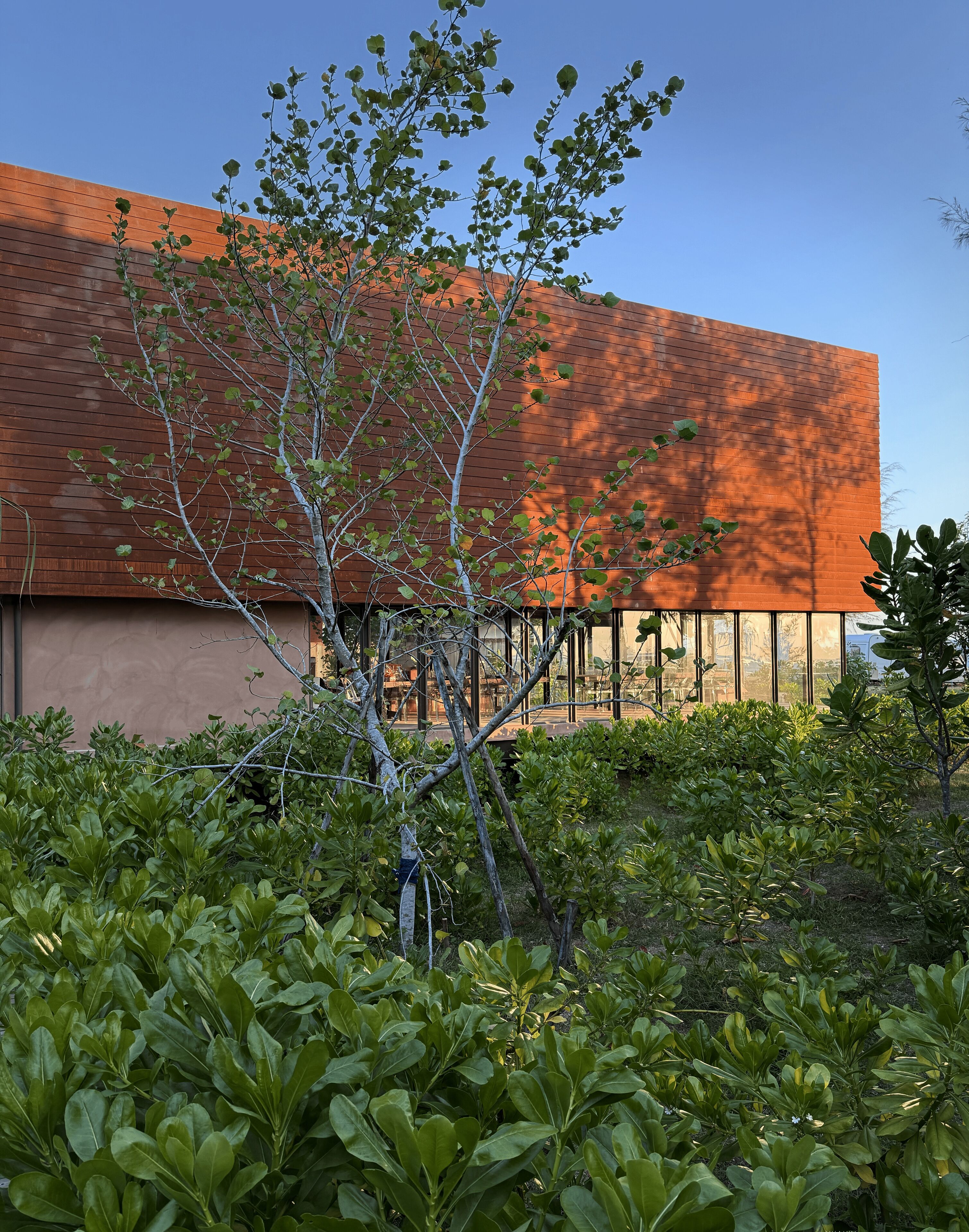 A modern building with a wooden facade and a garden area with various plants and trees.