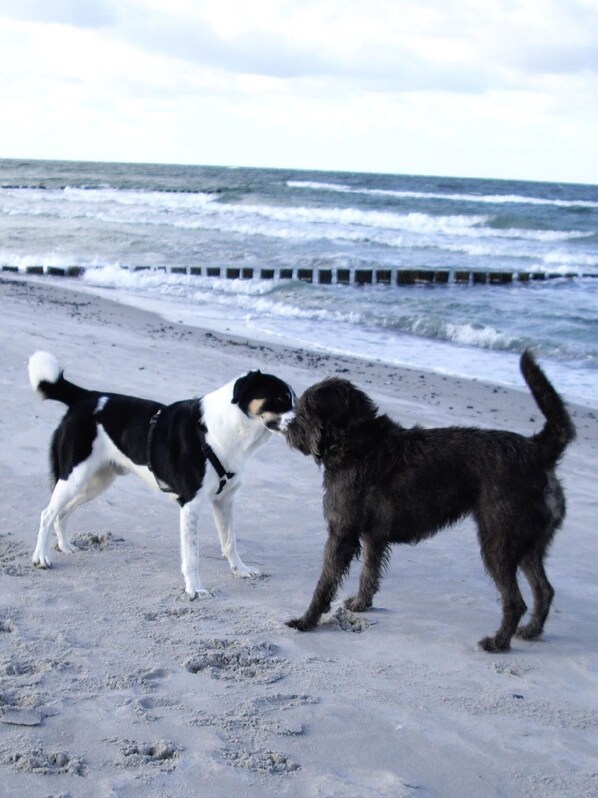 Strand