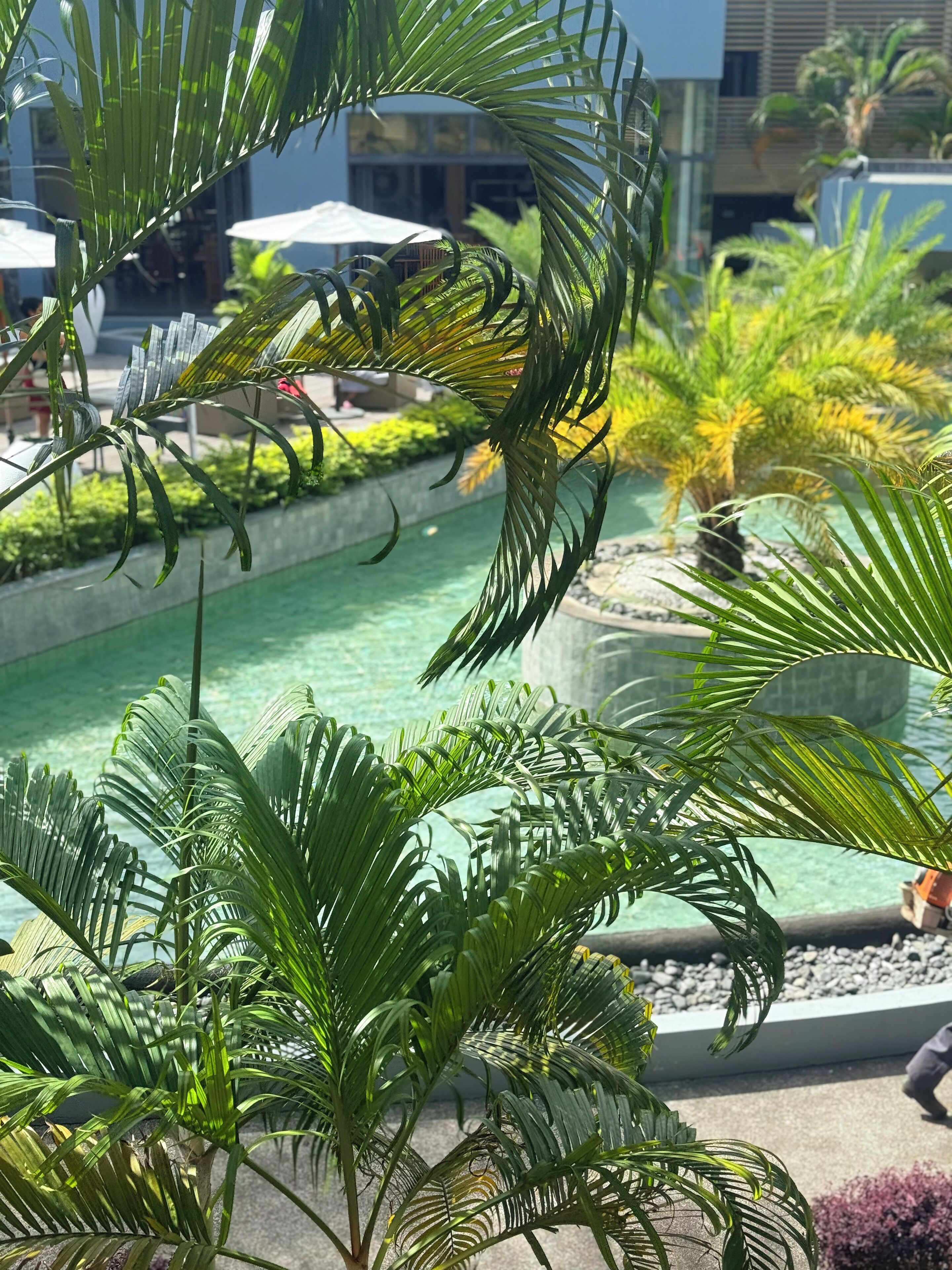 Zona de piscina con palmeras y un edificio al fondo.