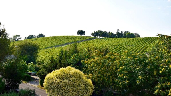 A vineyard with rows of grapevines on a hillside, a road, and a few trees.