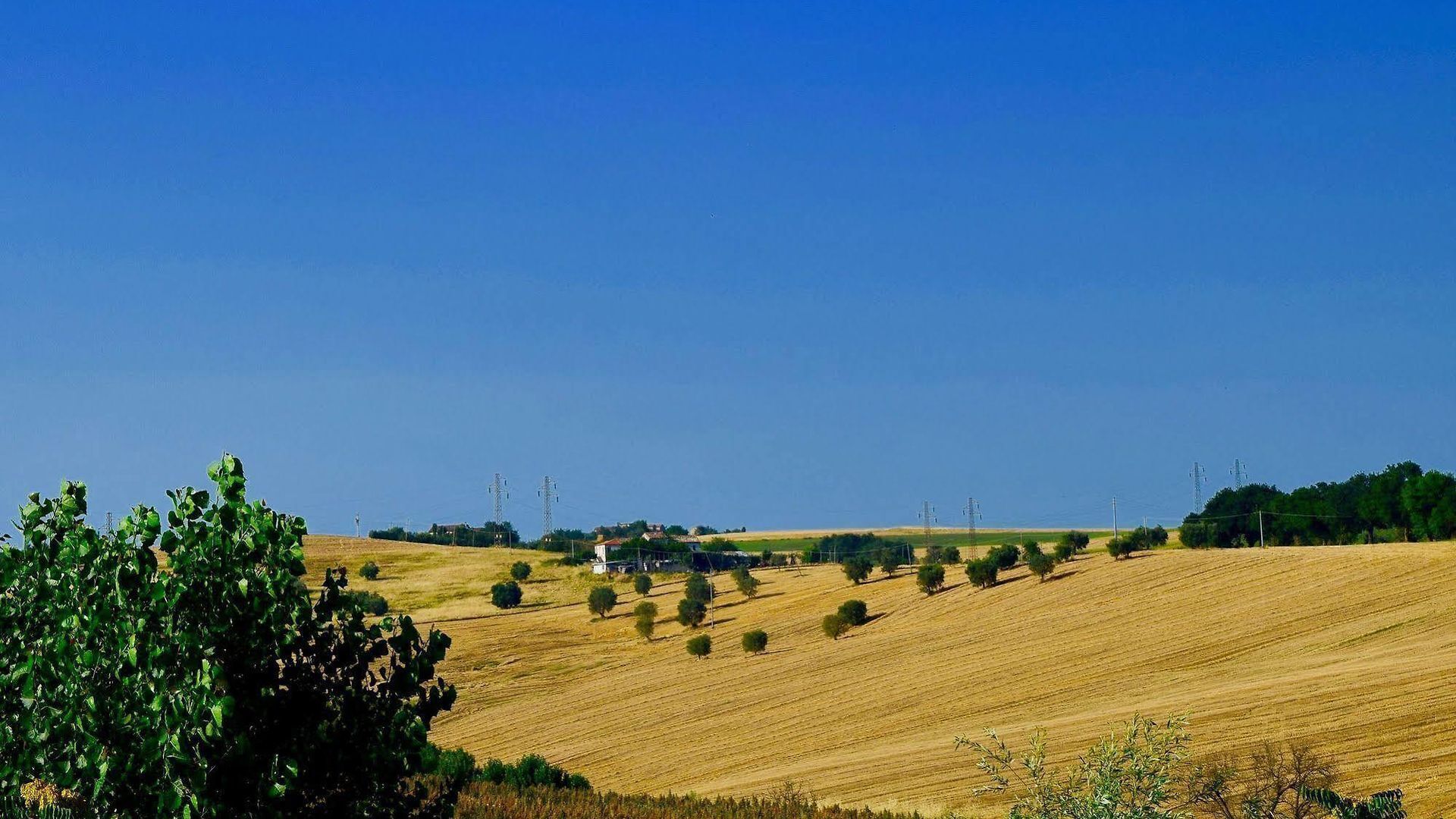 A rural landscape with rolling fields, scattered trees, and distant power lines.
