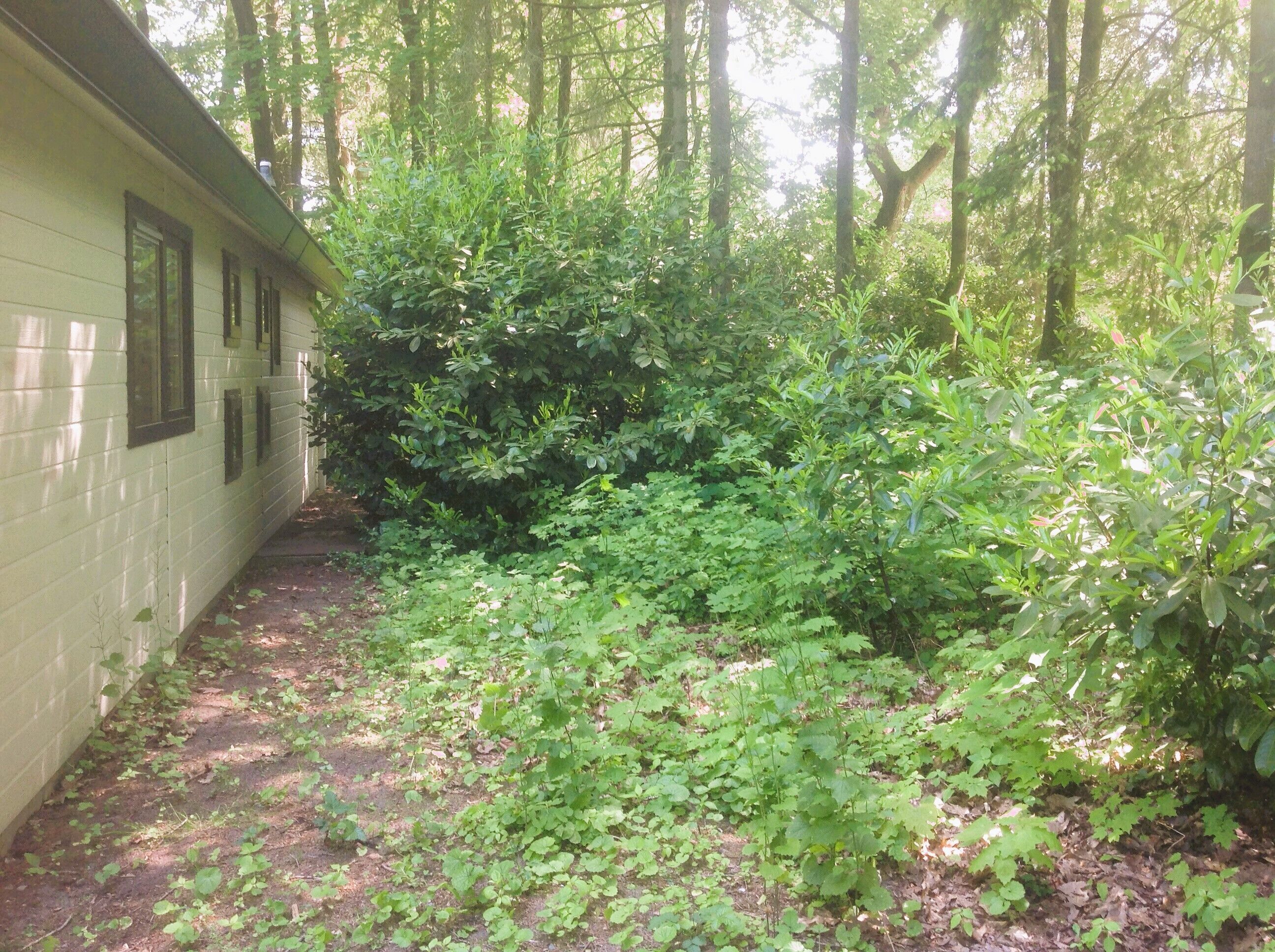 A narrow pathway leading to a building with multiple windows, surrounded by dense greenery and trees.
