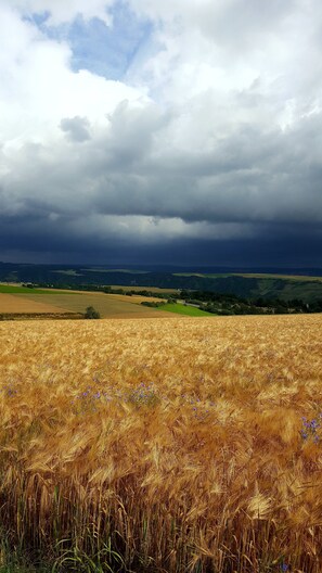 Ein Feld mit goldenem Weizen, im Hintergrund sanfte Hügel und ein bewölkter Himmel.