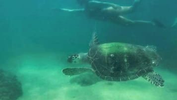 Di pantai, pasir putih, snorkeling, dan bar pantai