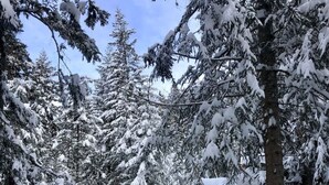 Een met sneeuw bedekte bosweg met dichte altijdgroene bomen.