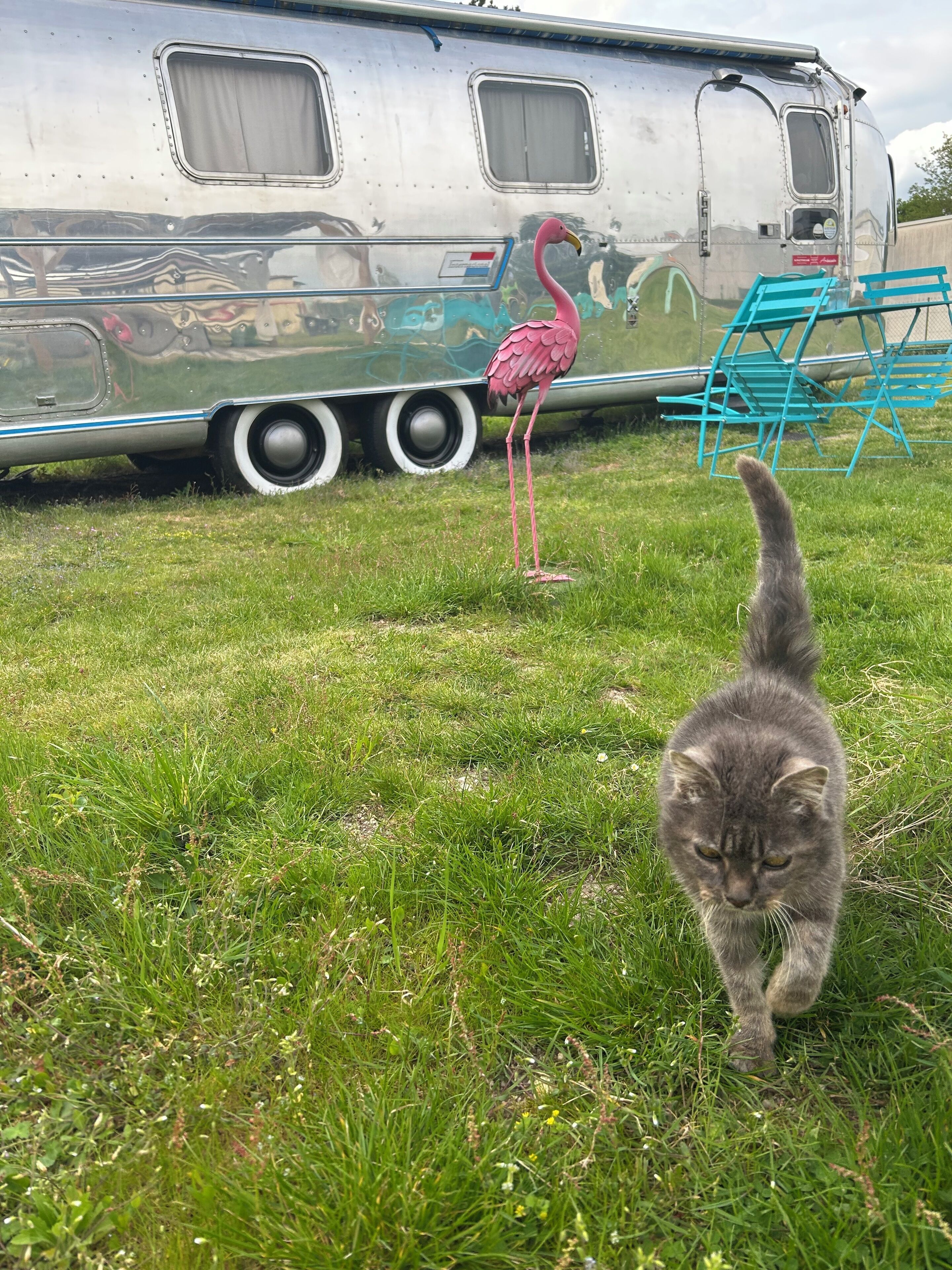 A grassy area with a cat and a flamingo statue.
