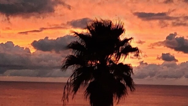 A single palm tree silhouette against a sunset sky. -  Charming 2-bedroom, 1.5-bath condo located on the intercoastal waterway (Madeira Beach)