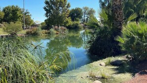 A tranquil pond surrounded by lush greenery and palm trees. - Modern Oasis in the Desert (Tempe)