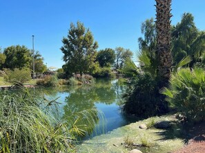 Property grounds - Modern Oasis in the Desert (Tempe)