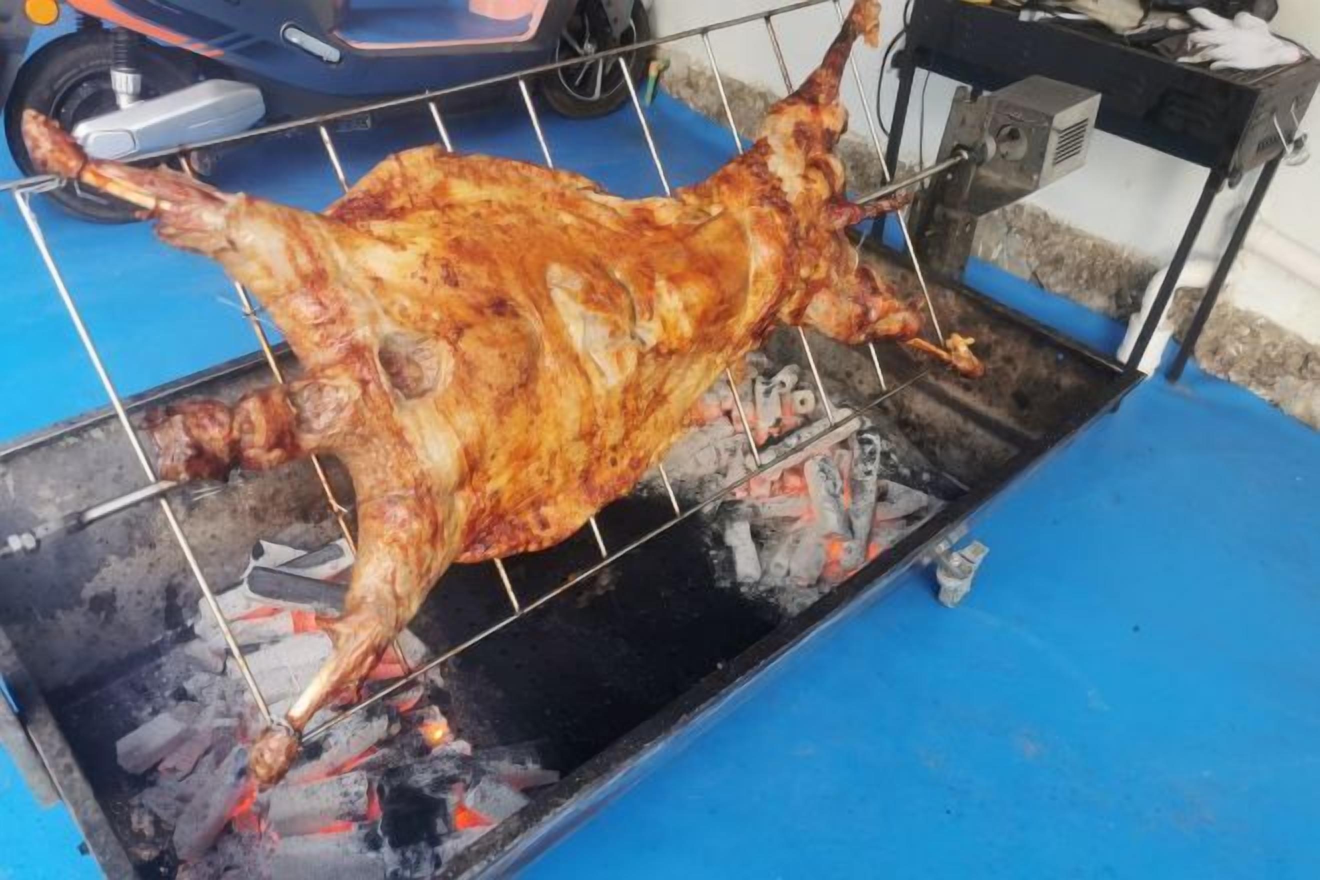 A whole roasted pig on a metal rack over charcoal.