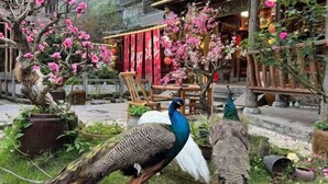 A peacock in a garden with traditional architecture and red decorations.