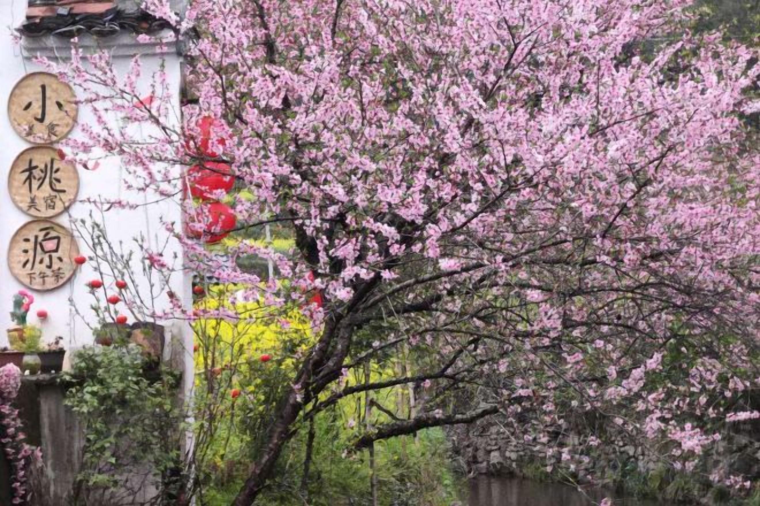 Un cerisier en pleine floraison, avec des caractères chinois traditionnels peints sur un bâtiment.