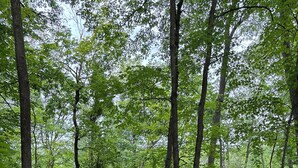 A wooden swing set in a forested area with dense green foliage and trees in the background. - Emily Channel Cabin on the water with ATV trail access from your doorstep! (Emily)
