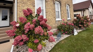 Una casa de ladrillo de dos pisos con un césped cuidado y arbustos de hortensia rosados.