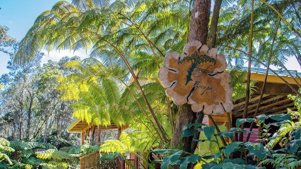 Un giardino tropicale con una struttura in legno e un grande albero con un volto scolpito.