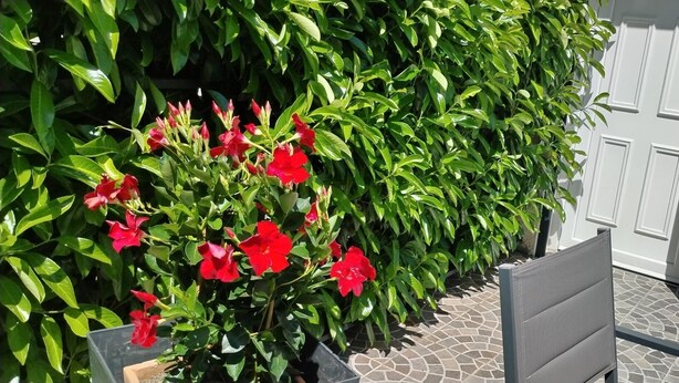 A patio area with a chair, a potted plant with red flowers, and a white door.