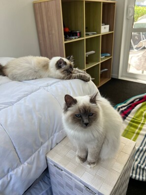 Relax in this serene bedroom with a plush bed and a charming feline duo.