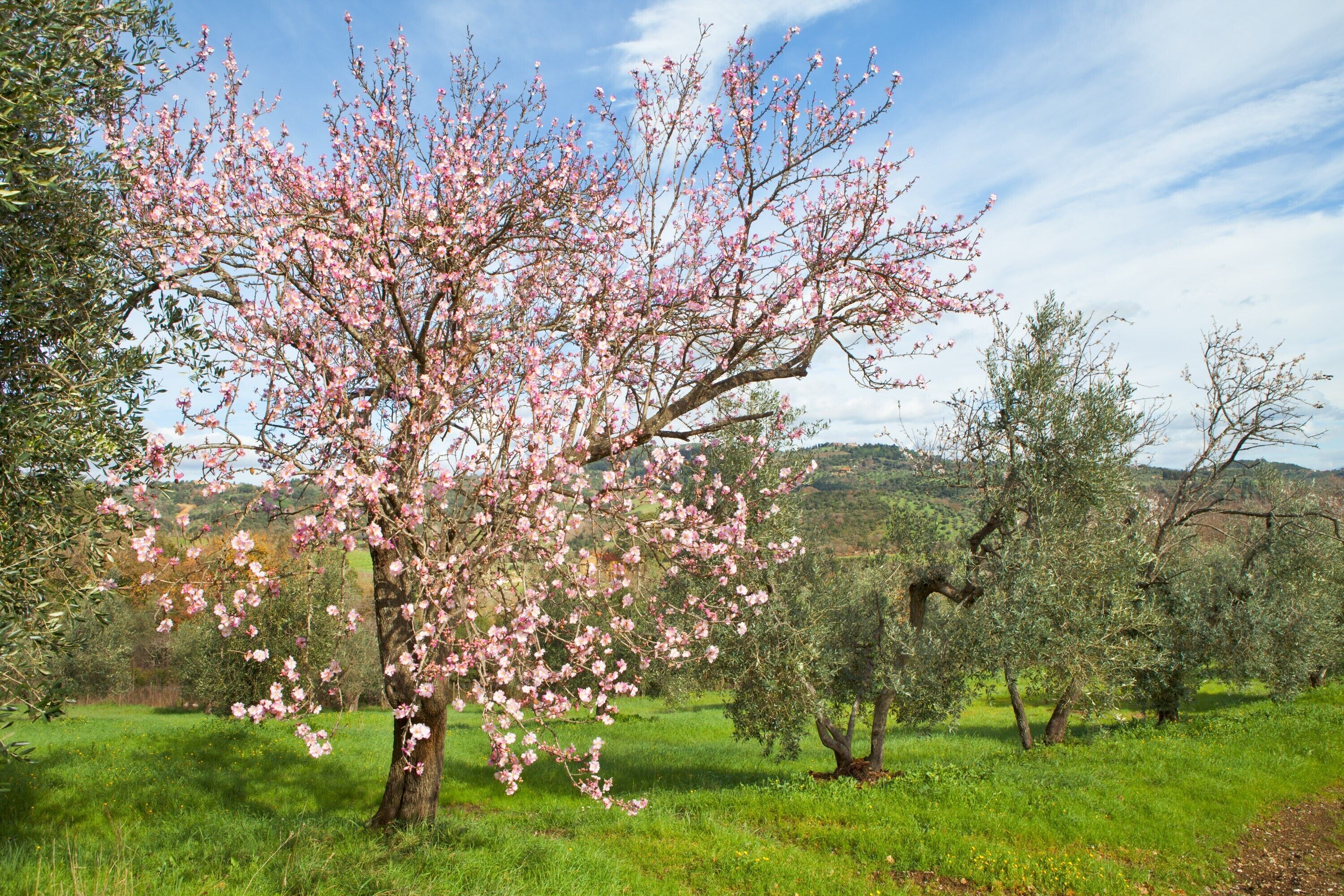 A tree with pink blossoms in a grassy field.