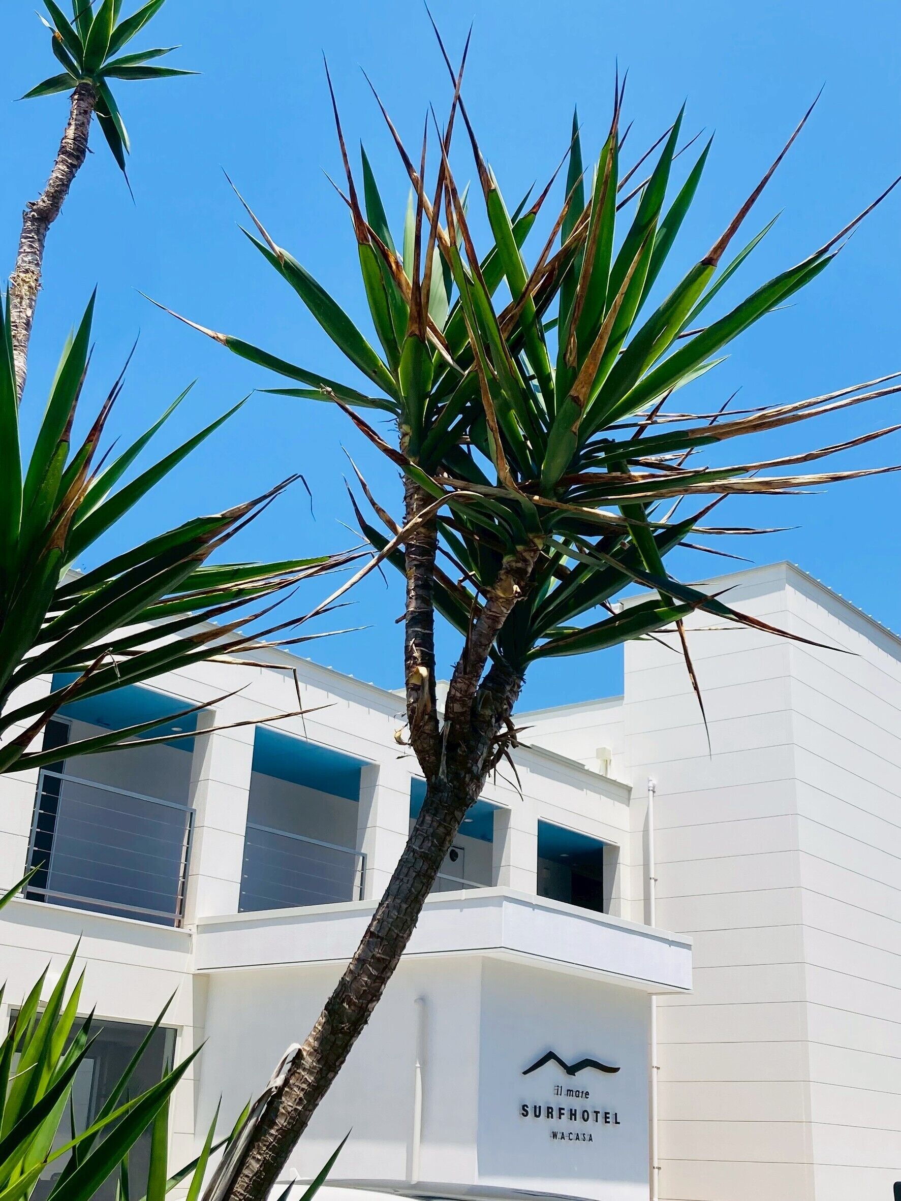 A modern building with a sign reading "Surfhotel W.A.CASA" and a palm tree in the foreground.