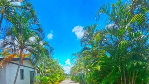 Una strada asfaltata fiancheggiata da rigogliose palme verdi e un edificio bianco sulla sinistra.