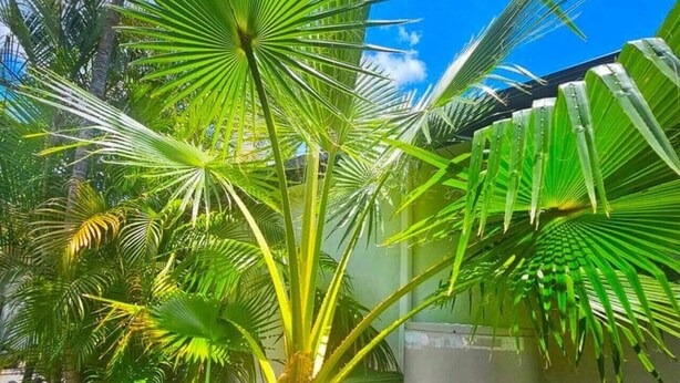 Una palma con una ringhiera metallica in primo piano, un edificio con facciata grigia e un cielo blu intenso sullo sfondo.