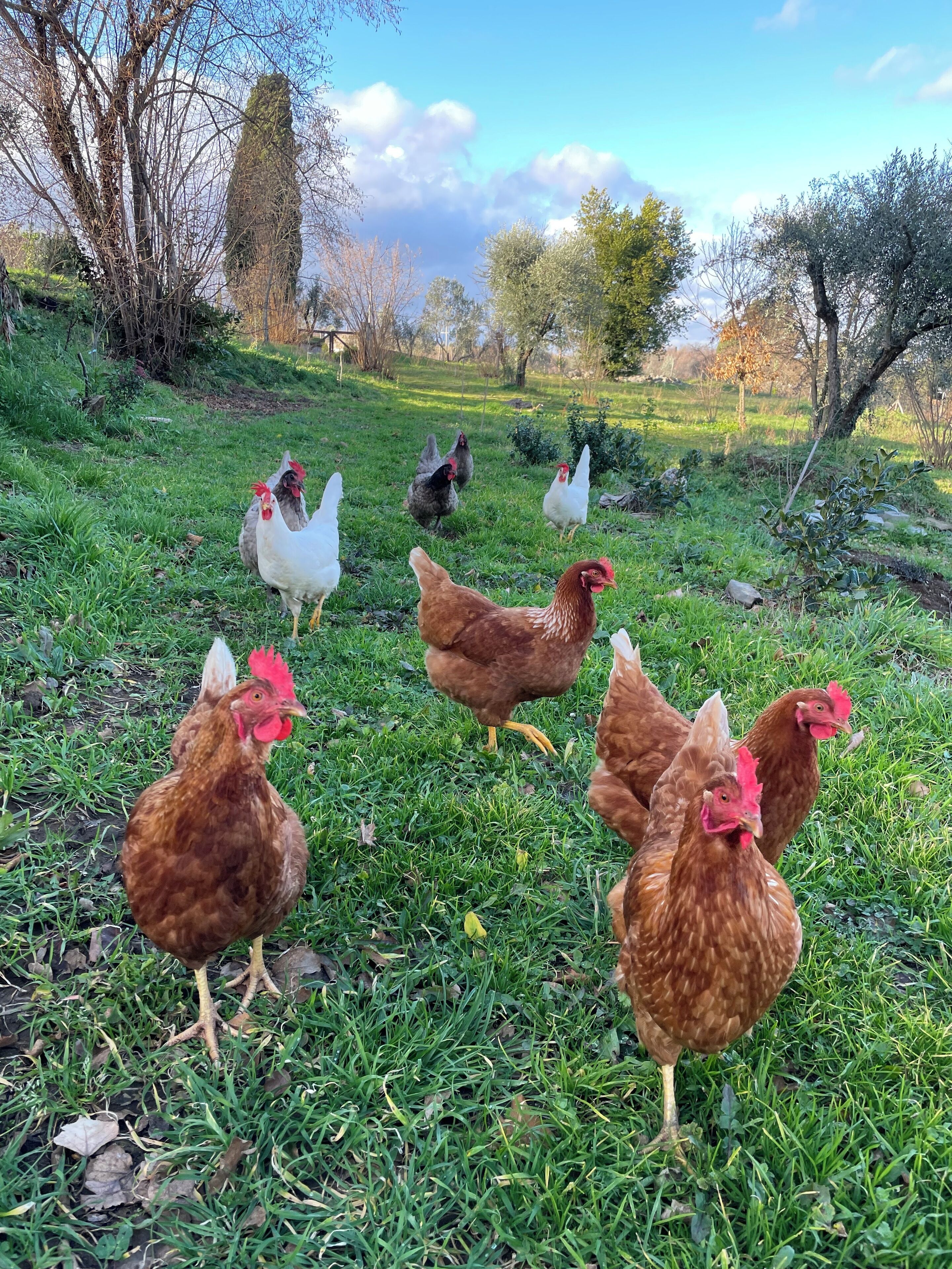 A group of chickens in a grassy outdoor area with trees and a clear sky in the background.
