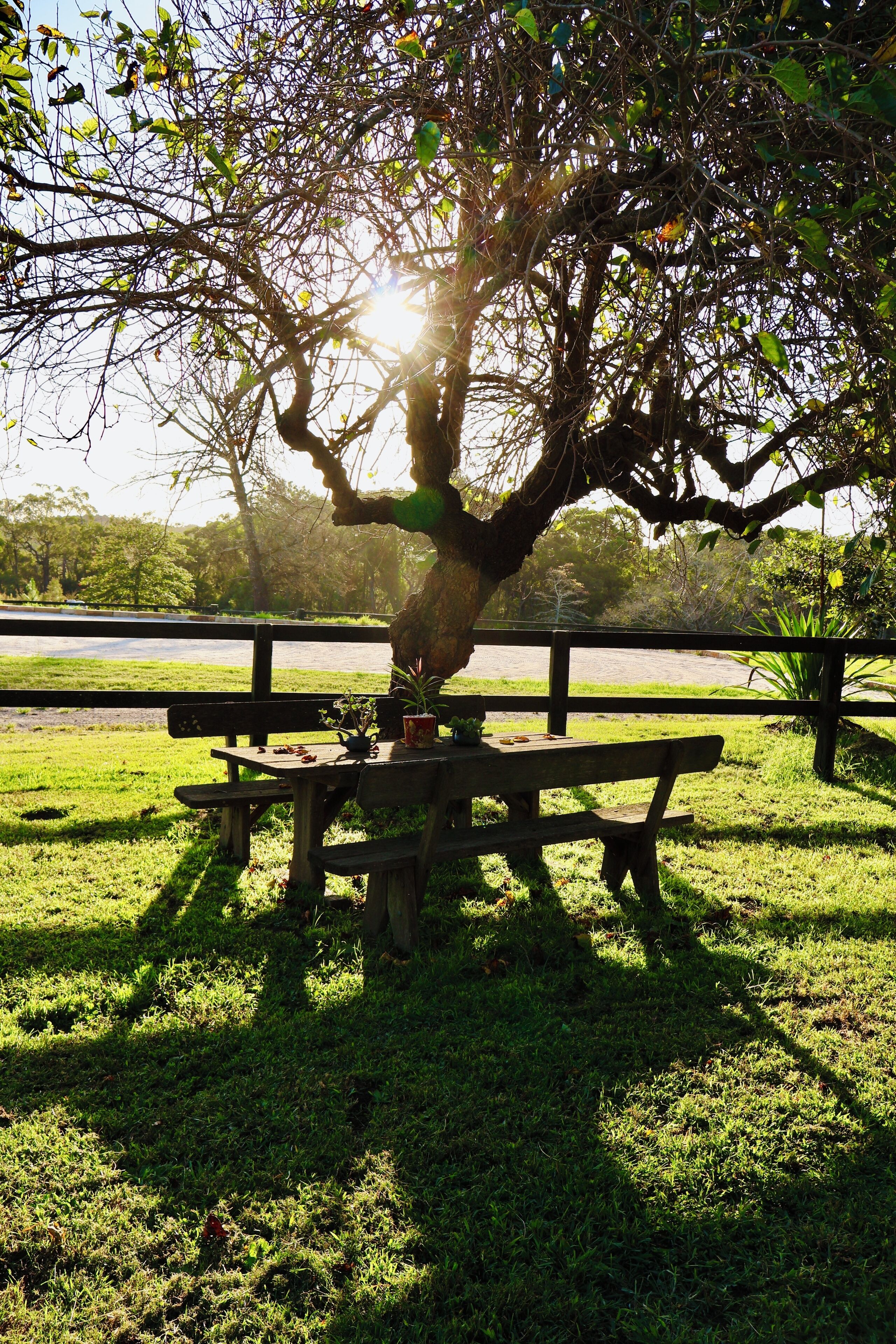 A picnic table under a tree with a bench and a potted plant.