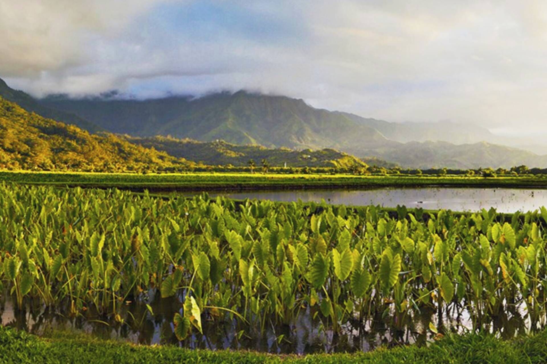 A lush green field with a body of water and mountains in the background.