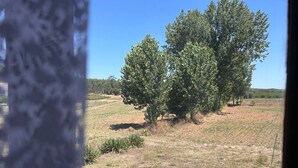 Vista de un campo con árboles y una cerca.