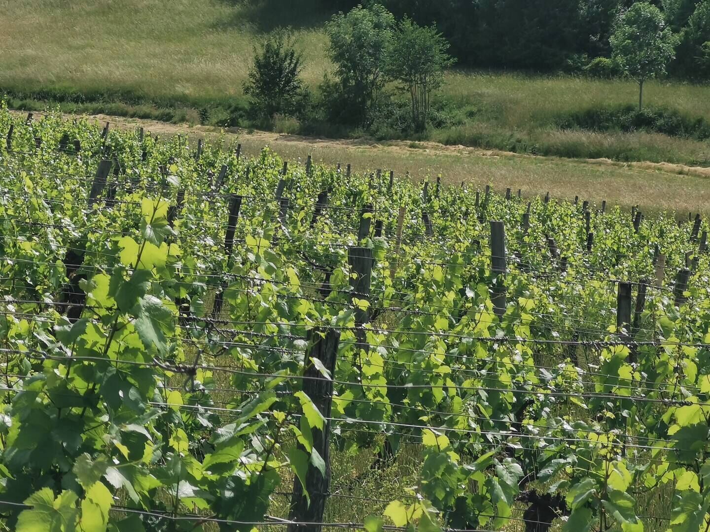 A vineyard with rows of grapevines supported by wooden stakes and wire fencing.