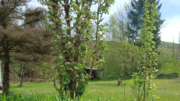 Un jardín con diversos árboles y césped verde exuberante.