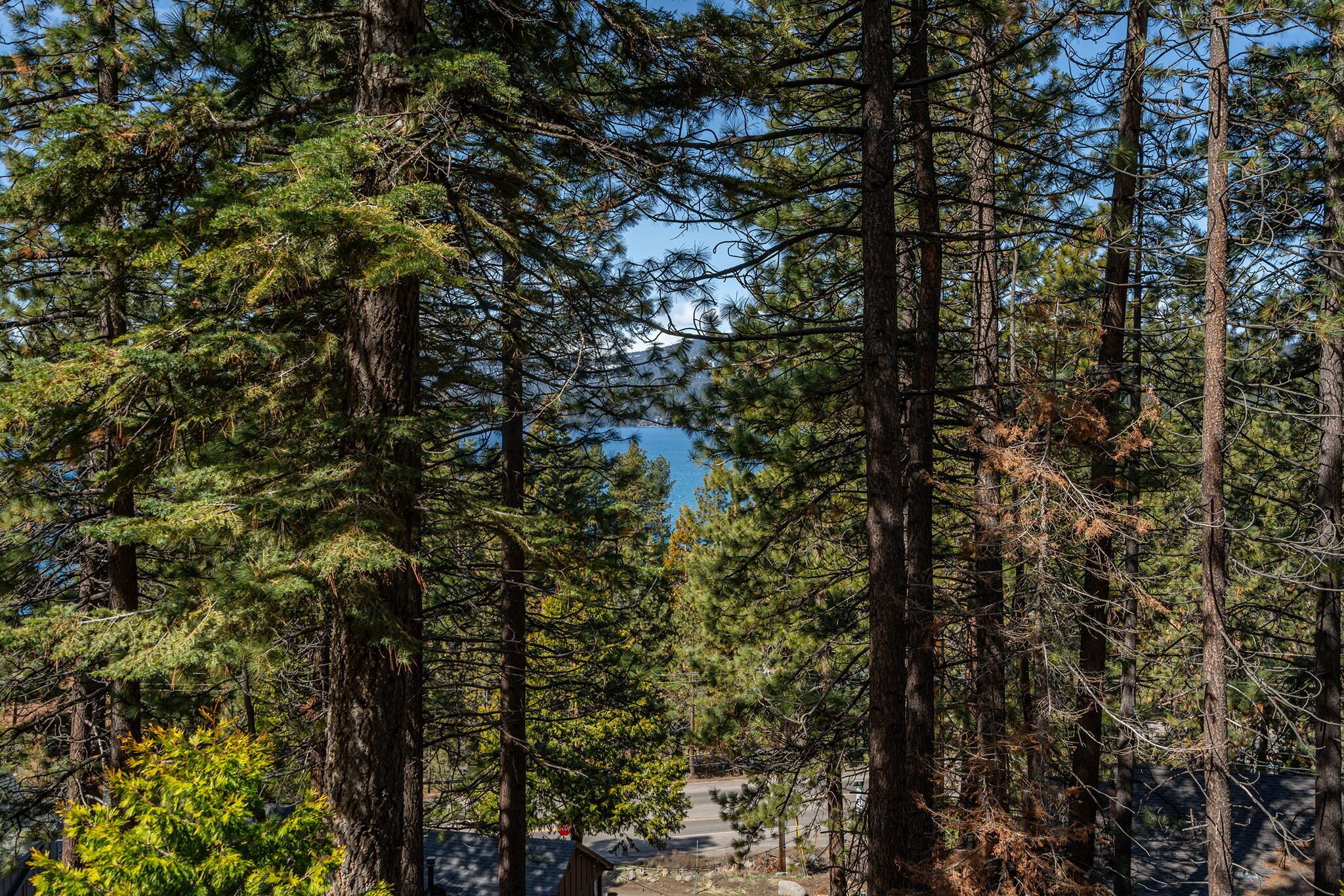 Une for êt dense, avec de grands pins, et une vue dégagée sur un lac en arrière-plan.