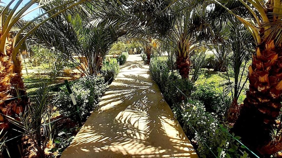 Sun Palmeraie