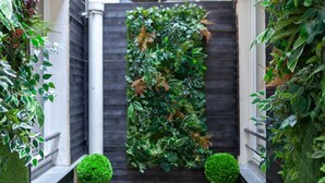 A narrow outdoor corridor with a vertical garden wall, two potted topiary shrubs, and a dark wooden fence. - Hotel Tinah: Elegance and Comfort Near the Champs-elysees (Paris)