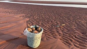A desert landscape with a large body of water, a clear sky, and a bucket filled with nuts.