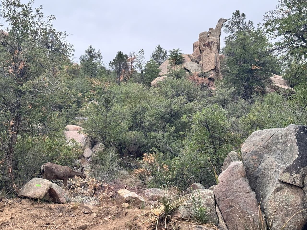 A natural landscape with rocky terrain, dense shrubbery, and a prominent rock formation.