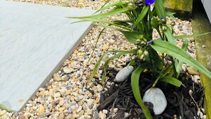 A wicker chair with a blue cushion, a small garden with pebbles and a plant with blue flowers, and a white fence in the background.