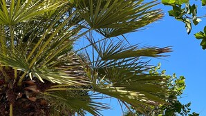 A beach with palm trees and a clear blue sky. - Vista Adriatic CZ (Durres)