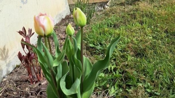 Un edificio con persianas de madera, una pared de piedra y un pequeño jardín con tulipanes.
