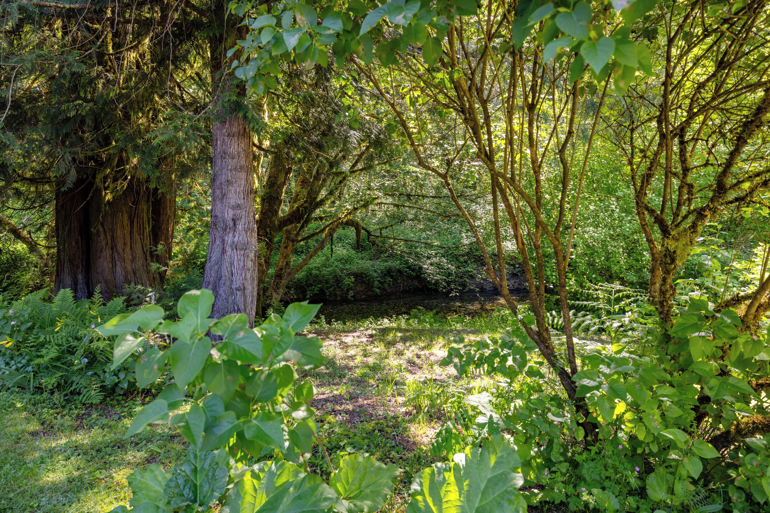 A dense forest with a variety of trees and undergrowth.