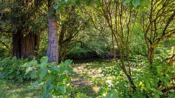 A dense forest with a variety of trees and undergrowth.